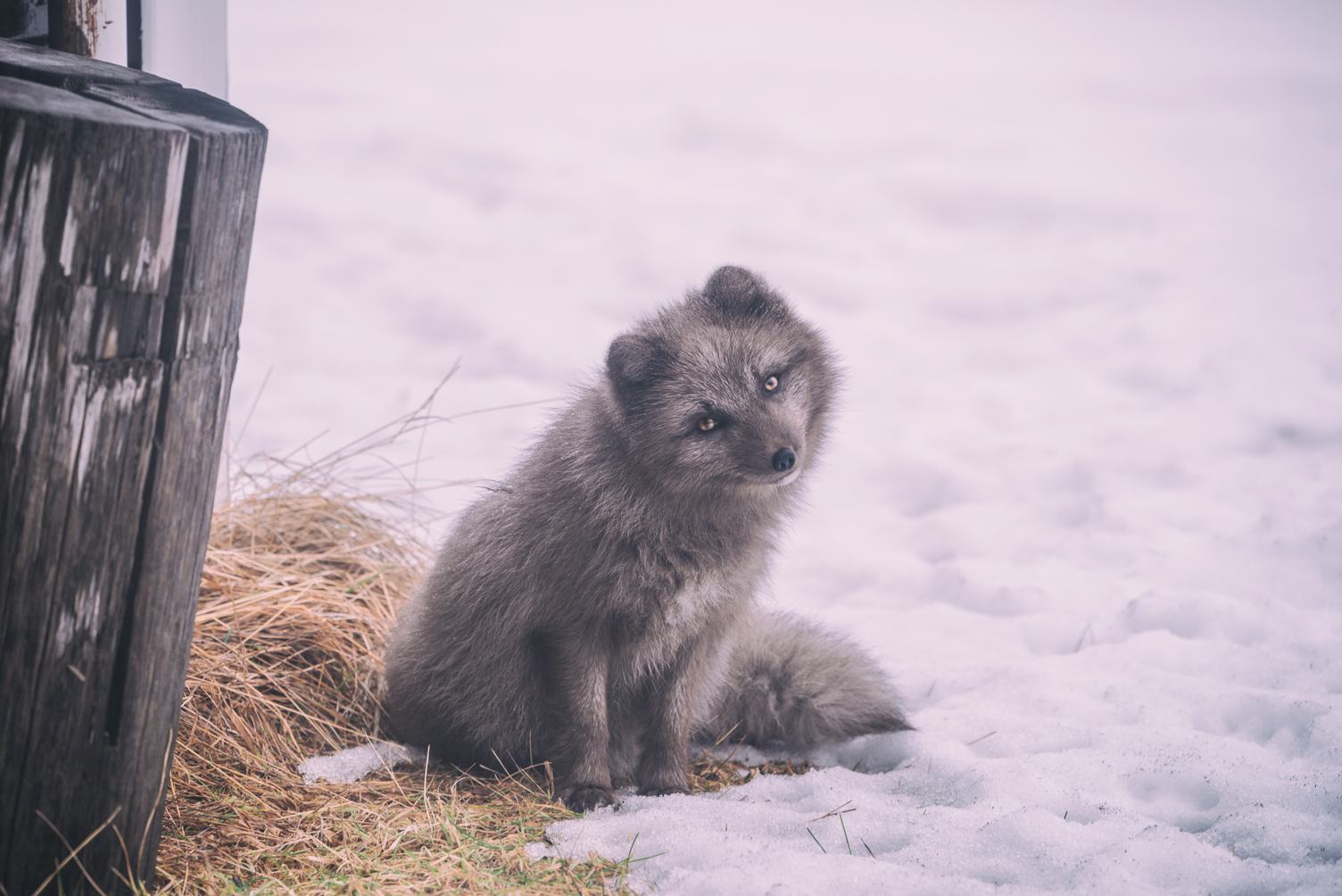Arctic Fox in Snow