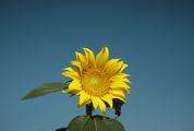 Single Sunflower against Blue Sky