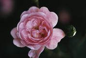 Single Pink Rose on Dark Background, Top View
