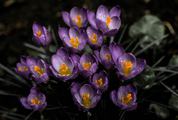 First Spring Flowers View of Blooming Violet Crocuses