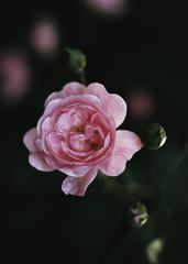Single Pink Rose on Dark Background, Top View