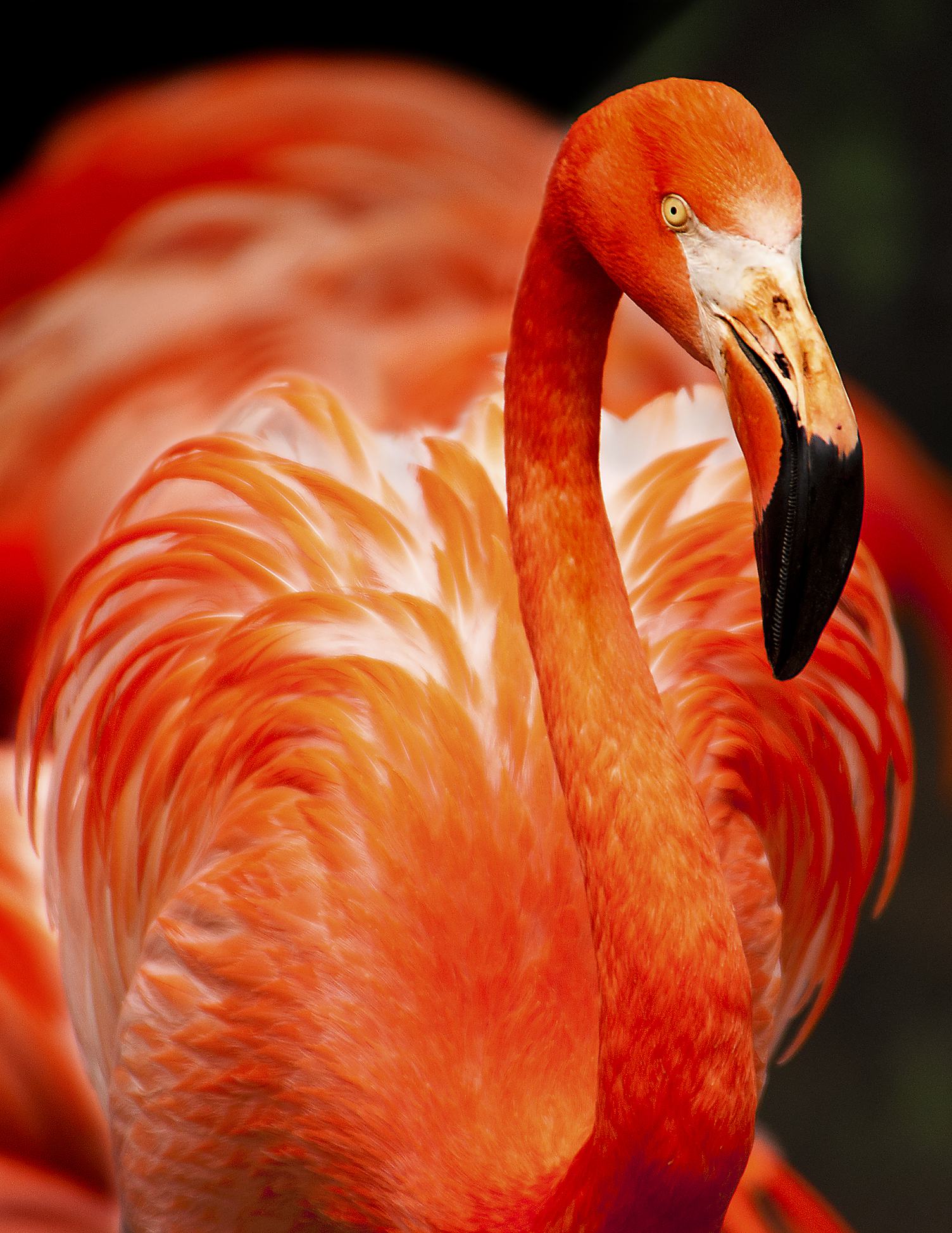 Portrait of Flamingos Head in Profile