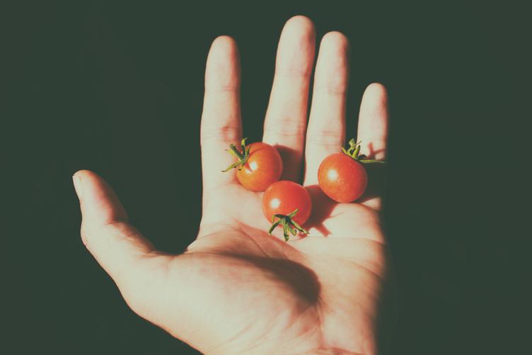 Holdding Three Fresh Cherry Tomatos in a Hand