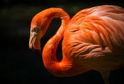 Single Flamingo on Dark Background