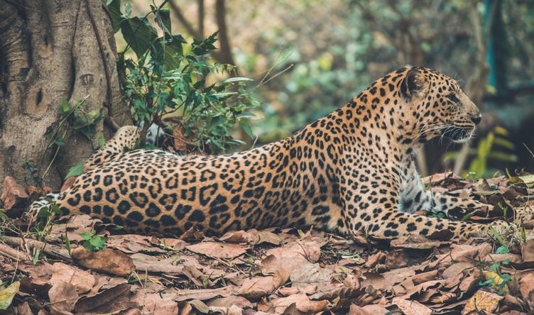 Jaguar Resting on Dry Leaves