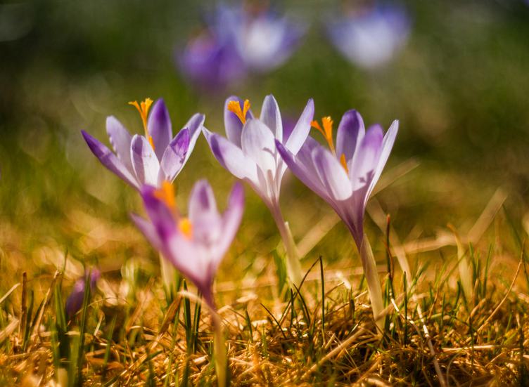 Spring Flowers Violet Crocus Growing in Wildlife