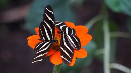 Close up of Two Black and White Butterflies on Orange Flower