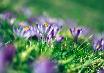 Magic Blooming Spring Purple Flowers Crocus