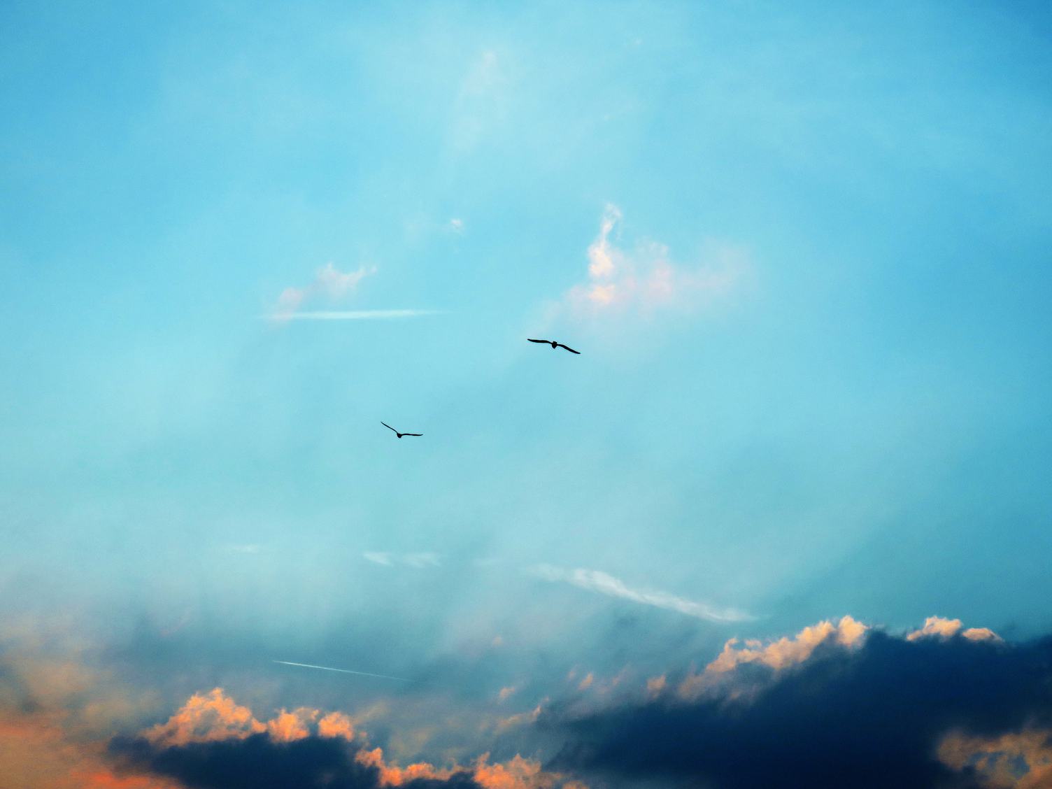 Two Birds on Cloudy Blue sky