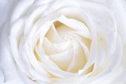 Cute White Rose Petals Close Up