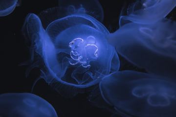 Colorful Underwater Jellyfish Closeup