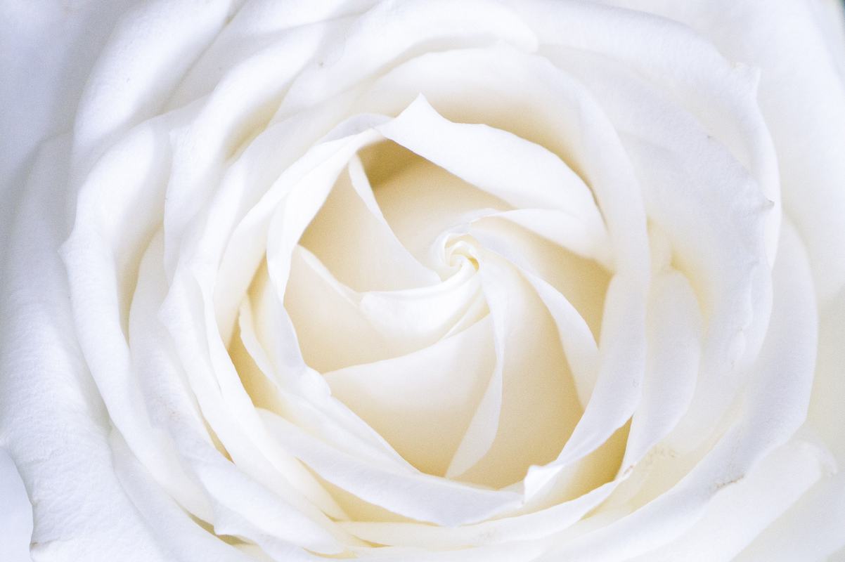 Cute White Roses Free Photo: Cute White Rose Petals Close Up
