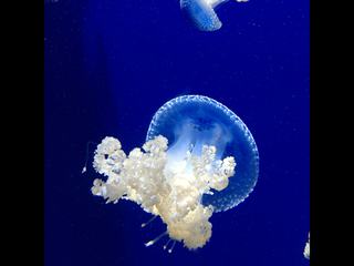 Single Light Blue Jellyfish