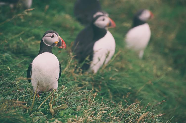 Atlantic Puffin Birds that Look Like Penguins but Can Fly