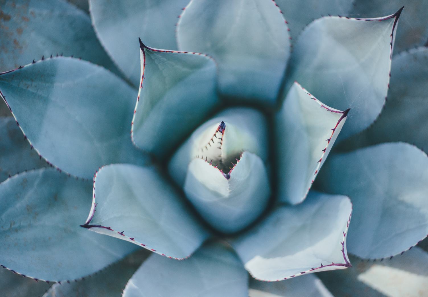 Closeup Cactus Succulent Plant