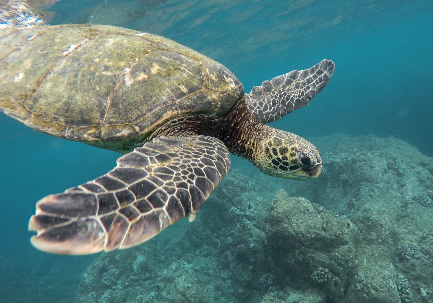 Green Sea Turtle Swimming Underwater