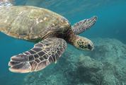 Green Sea Turtle Swimming Underwater
