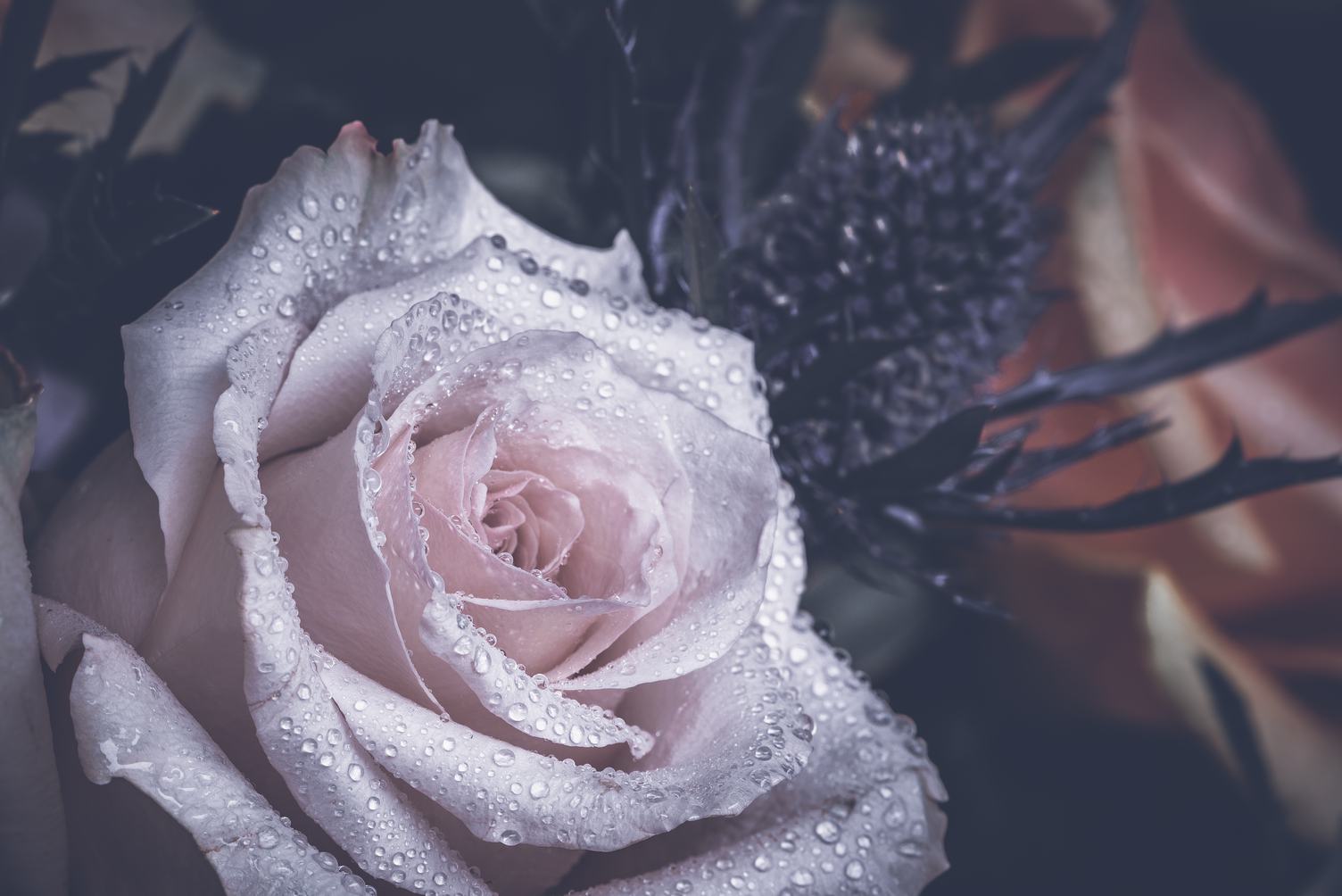 Dew Drops on Rose Petals