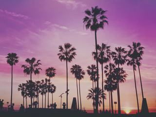 Palm Trees and People Silhouette against a Purple Sunset Sky