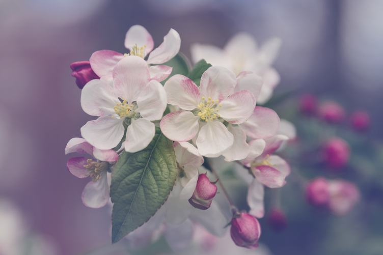 Beautiful Spring Blooming Apple Tree Branch
