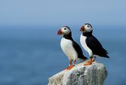 Two Cute Atlantic Puffin Birds Standing on the Rock