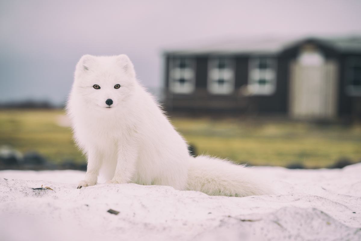 Free Photo: Close Up Cute Little White Fox