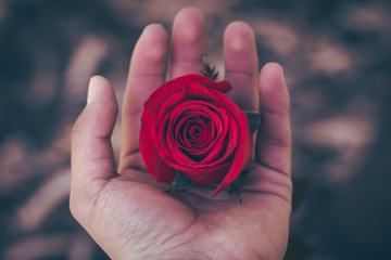 Hand with a Red Rose