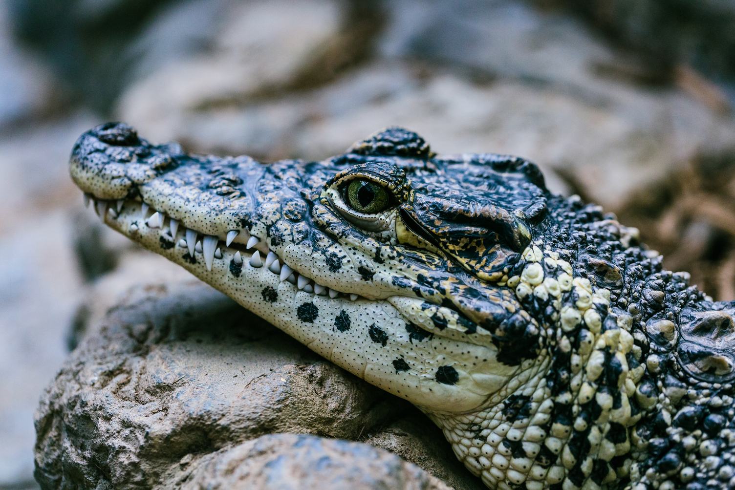 Closeup of the Mouth and Teeth of a Crocodile