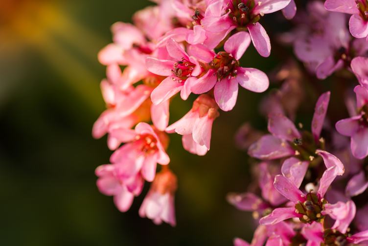 Close Up of Branch Pink Flowers