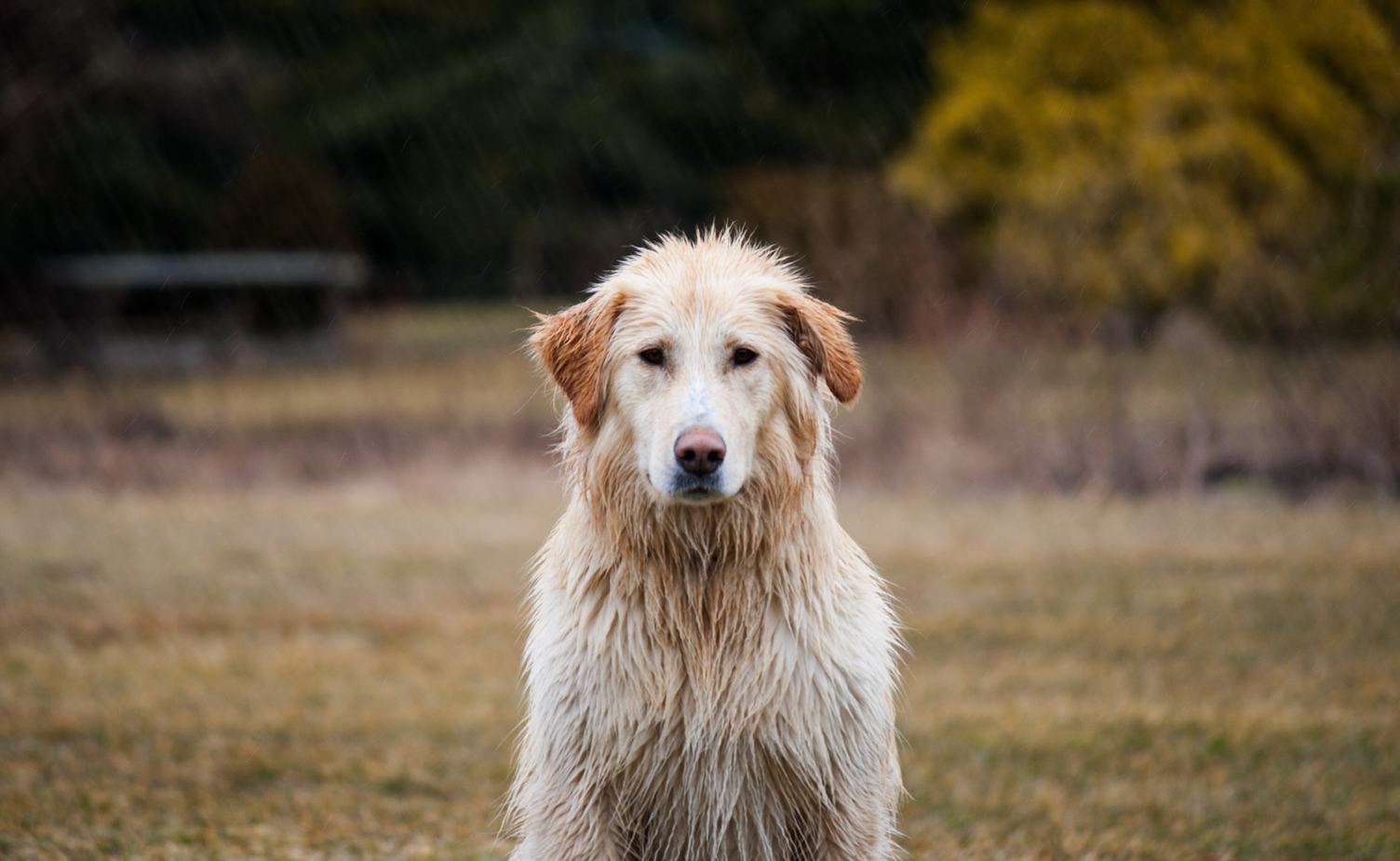 Golden Retriever Dog sitting with Wet Hair Outdoors