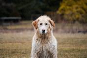 Golden Retriever Dog sitting with Wet Hair Outdoors