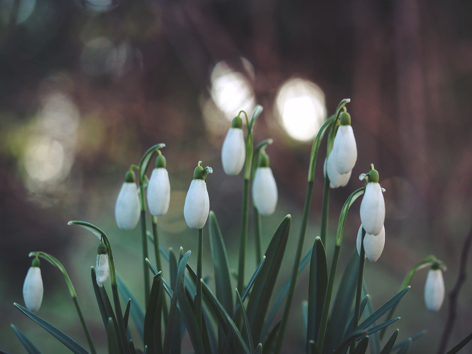 Buds of Beautiful Snowdrop Flowers - Galanthus Nivalis at Spring