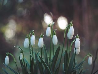 Buds of Beautiful Snowdrop Flowers - Galanthus Nivalis at Spring
