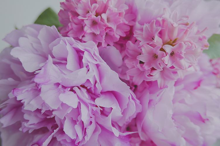 Close up of Pink Peony and Hyacinth Flowers