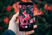 Taking a Smartphone Photo of a Flowering Quince