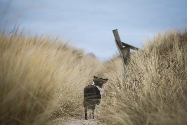 Dog Walk on a Sandy Path with Tall Beach Grass