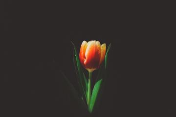 Tulip Flower on Dark Background