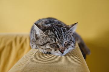 Cat Sleeping on Couch