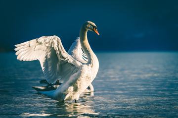 White Swan on a Lake in Water