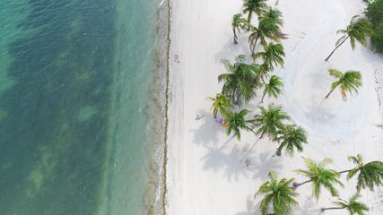 View of a Tropical Beach from Above
