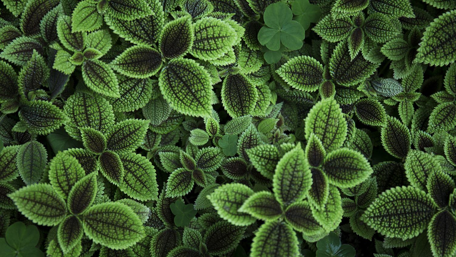 Green Leaves Texture