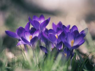 Closeup of Beautiful Purple Crocuses in the Spring Time