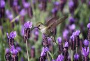 Hummingbird Feeding in Flight from Lavender Flowers