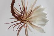 Closeup of Cactus Flower on a White Background