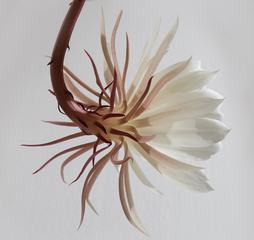 Closeup of Cactus Flower on a White Background