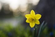 Single Yellow Daffodil Narcissus Blooming Flower