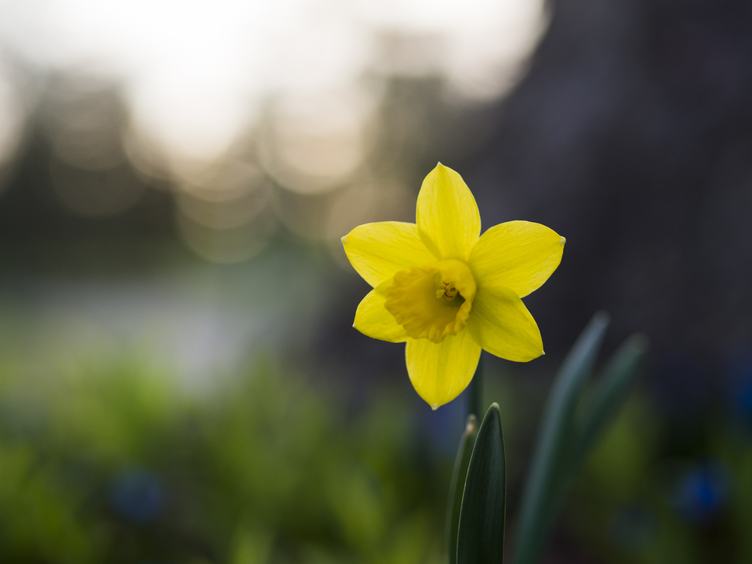 Single Yellow Daffodil Narcissus Blooming Flower