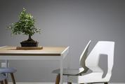 Table with Chairs and Small Bonsai Tree Minimal Interior Design