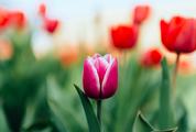 Spring Photo of Pink Tulip and Blurred Background