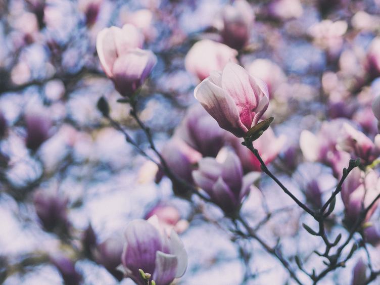 Spring Magnolia Pink Tree Flowers